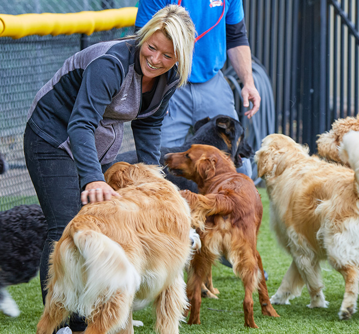 4 Key Strategies for Pet Care Franchise Success | All American Pet Resorts