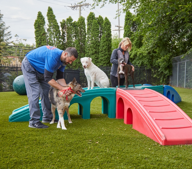 AAPR employees play with dogs outside