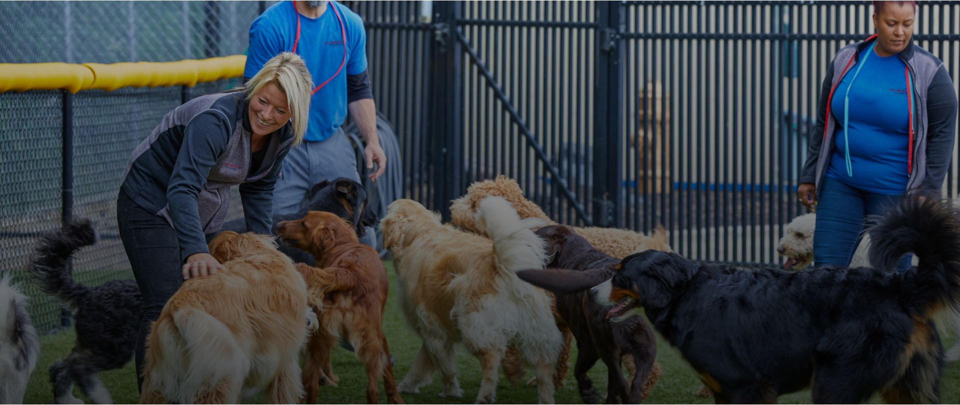 Employees playing with a large group of dogs