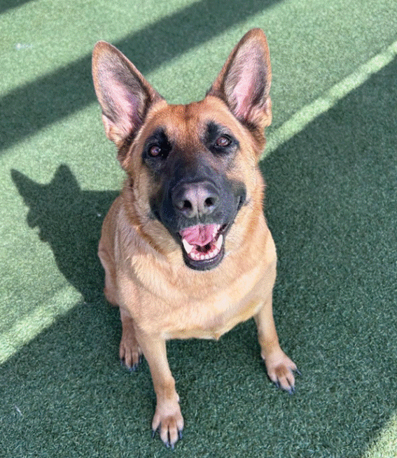 german shepard
