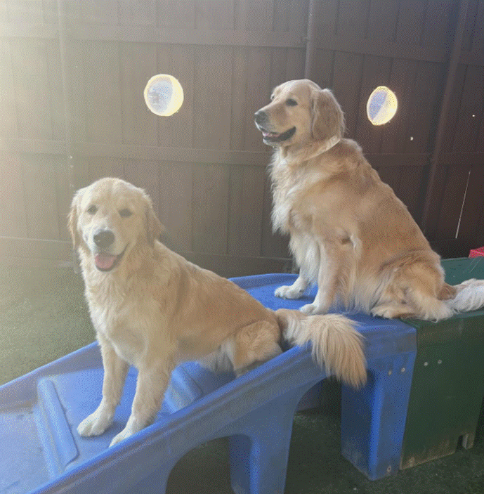 two golden retrievers