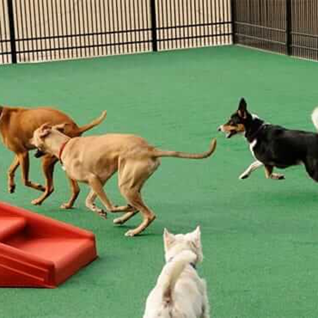 Photo Gallery All American Pet Resorts Rochester Hills