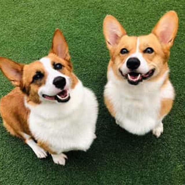 Photo Gallery All American Pet Resorts Dallas