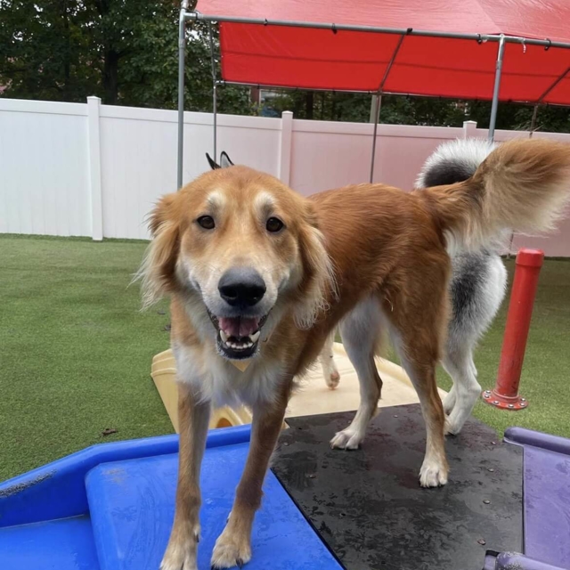 Photo Gallery All American Pet Resorts North Brunswick