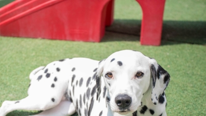A Dalmatian lays down outside in the sun