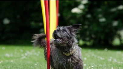 A dog plays in the grass