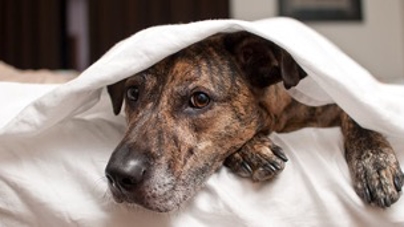 A dog hides underneath a blanket