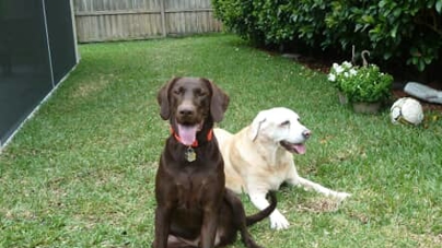 Two dogs sitting in grass