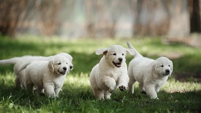 four golden retriever puppies running outside on grass four golden retriever puppies running outside on grass