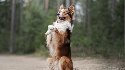 A dog standing on its back legs on a dirt path. A dog standing on its back legs on a dirt path.