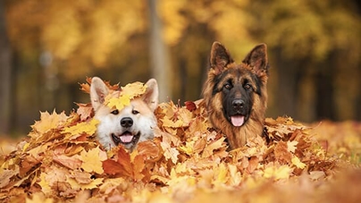 two dogs sitting in a pile of leaves