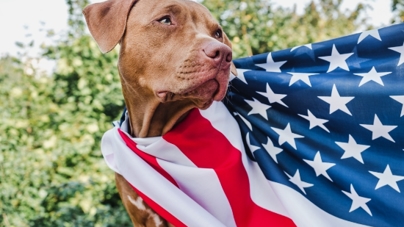 Dog draped in an American flag