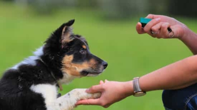 a dog sits for a treat