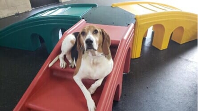 An elderly dog sits on a dog staircase