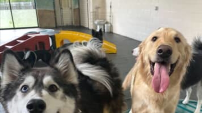 Two happy dogs stand on some dog ramps