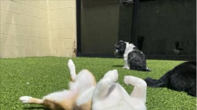 A happy dog lays on his back in the grass
