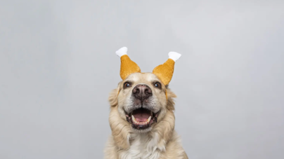 A dog wearing a turkey hat celebrating Thanksgiving.