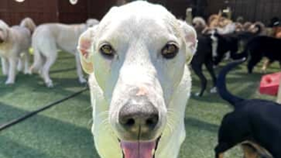 All American Pet Resorts