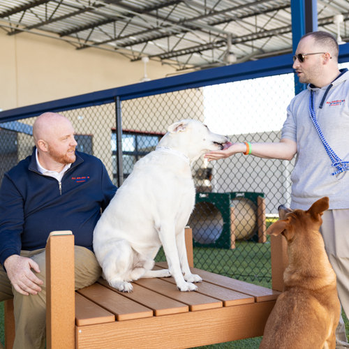 Dogs on play equipment