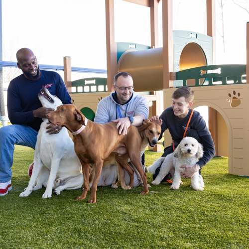 Staff petting dogs in play yard