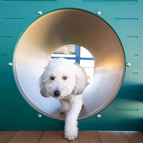 Small white dog going through play tunnel