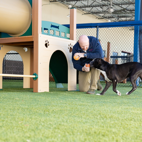 Owner playing fetch with black dog