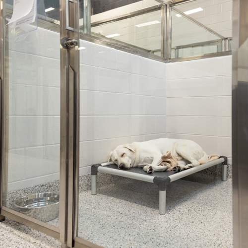 Deluxe suite with sleeping dog on cot