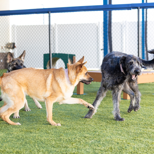 Big dogs playing in the yard