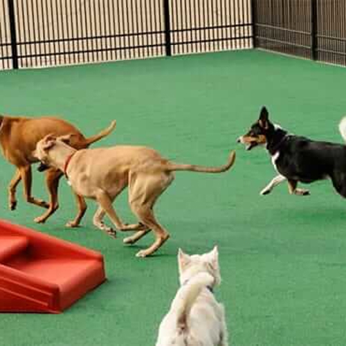 Dogs running in indoor play space