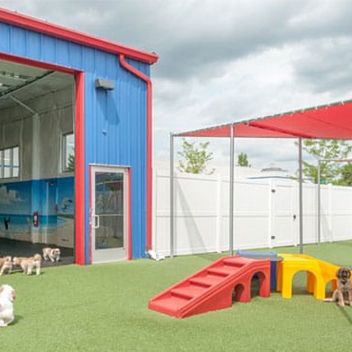 Dogs walk and play in an outdoor play area
