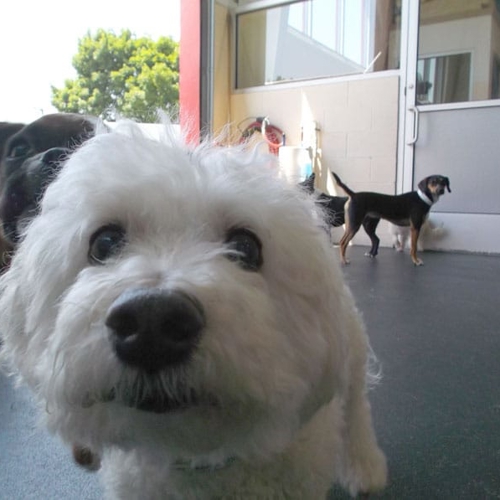 A close up shot of a small white dog