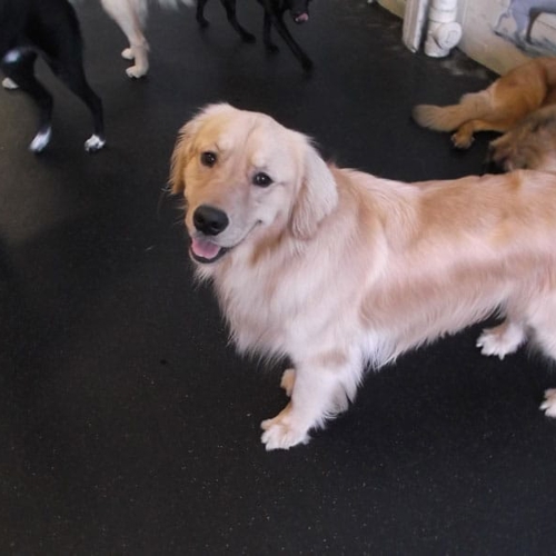 A golden dog smiles