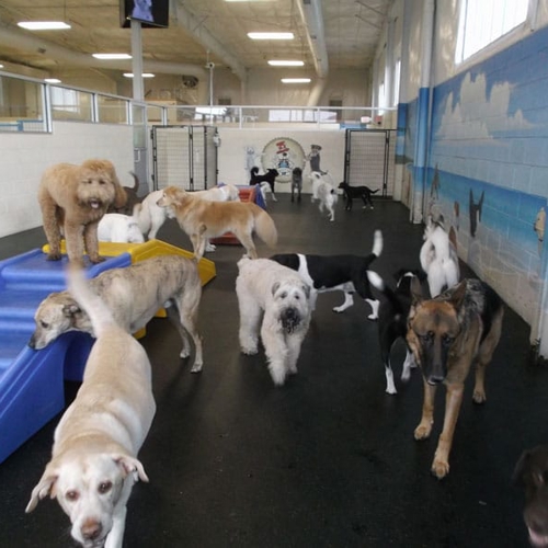 Dogs run and walk towards one side of a room