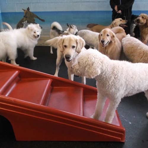 Dogs stand together by a play stair set