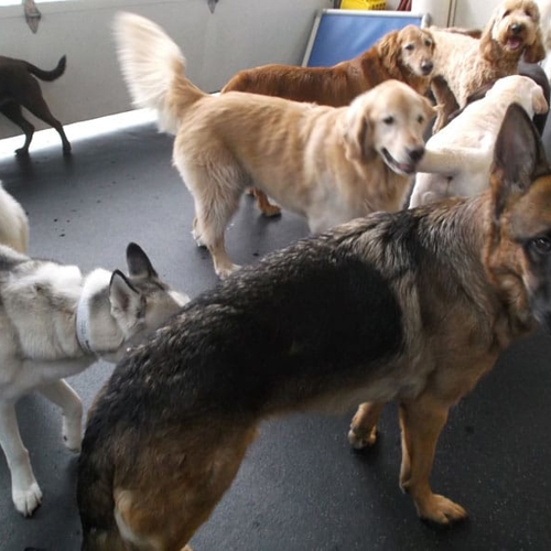 Dogs stand together indoors
