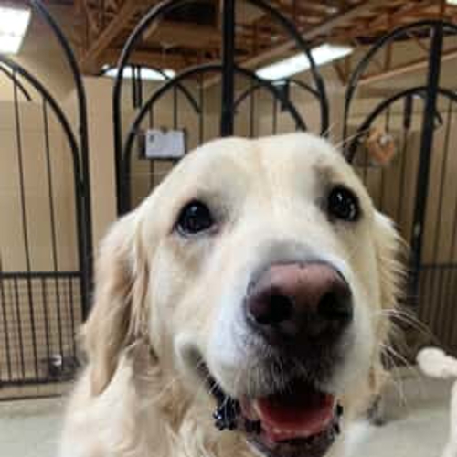 Yellow Lab Dallas Dog Boarding