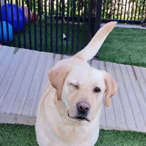 Lab playing at dallas dog kennel