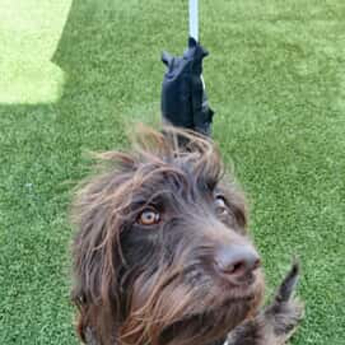 Dog enjoying play in Dallas