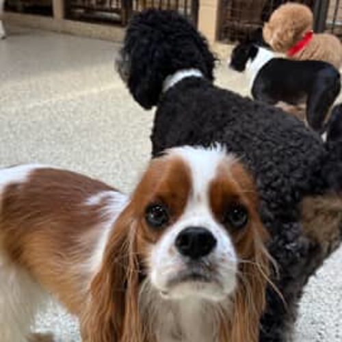 Small dog boarding Dallas