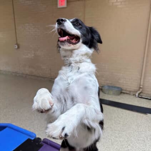 Dog dancing at Dallas pup hotel