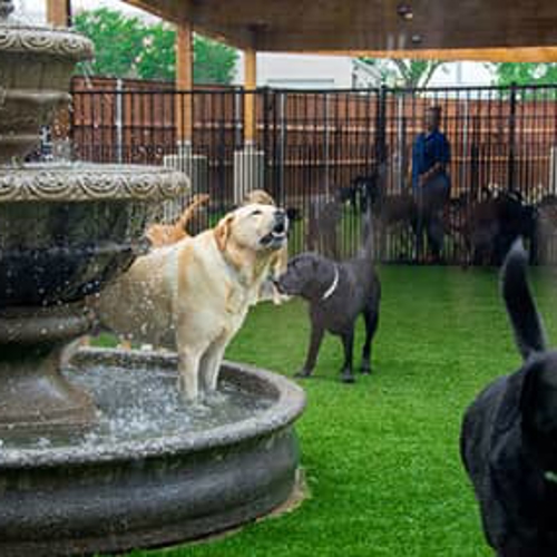 Dogs play outside near a water fountain