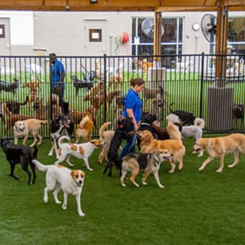 Dogs run and play outside
