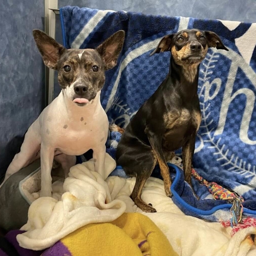Two dogs sitting on blankets