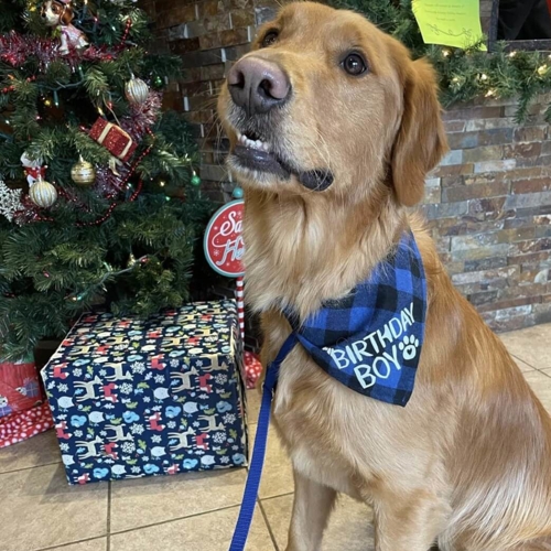 Dog celebrating his birthday