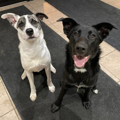 Two dogs sitting