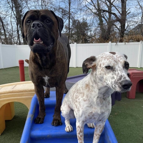 Dogs sitting outside
