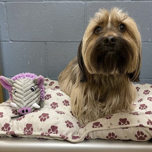 Dog laying with toy