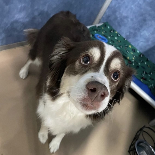 Dog in individual suite