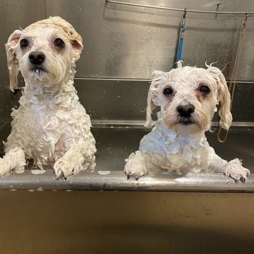 Two dogs getting a bath