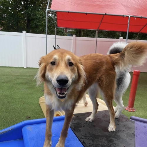 Dog in turf yard
